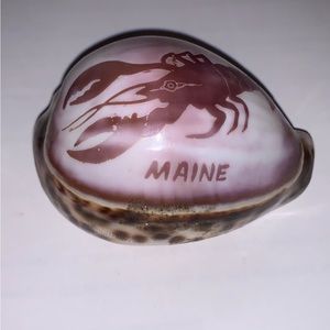 Beautiful Shell from Maine